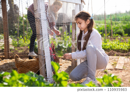 Teenage girl squatting near the chicken coop, watching the hens Teenage girl squatting near the chicken coop, watching the hens 110935983