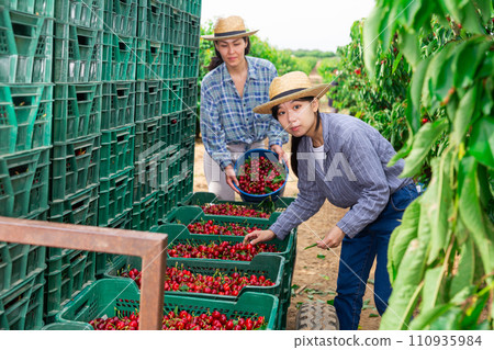 Two female farmers stack cherries in boxes 110935984