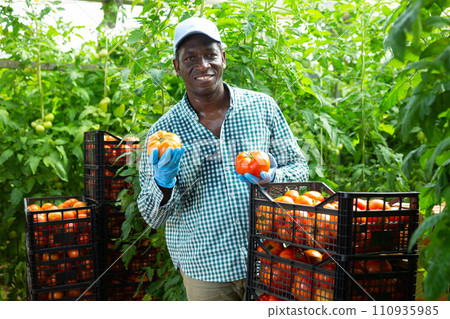 African American horticulturist standing in greenhouse near boxes of tomatoes 110935985