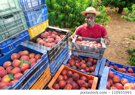 African american worker stacks crates of peaches in an orchard 110935991