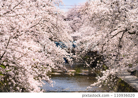 Iwakura Gojo River Nonbori Festival during cherry blossom season 110936020