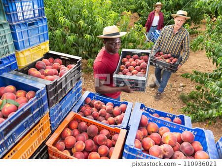Movers stack boxes of ripe peaches in orchard Movers stack boxes of ripe peaches in orchard 110936021
