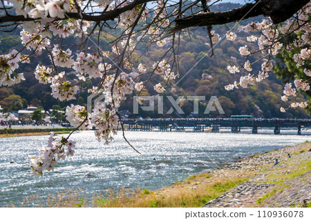 Arashiyama cherry blossoms in full bloom, Togetsukyo Bridge, Kyoto Arashiyama cherry blossoms in full bloom, Togetsukyo Bridge, Kyoto 110936078