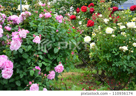 Seeing roses at Tomo Shrine #4 Seeing roses at Tomo Shrine #4 110936174