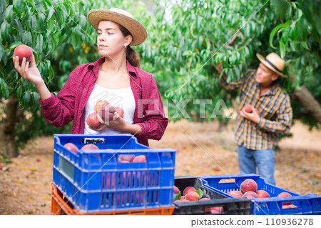 Man and girl harvesting peaches 110936278