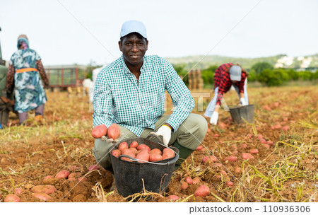 Male gardener working in vegetable garden, harvesting potatoes on farm plantation 110936306