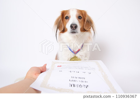 榮獲金牌的Koikkerhondier獲得嘉獎證書 110936367