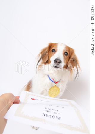 榮獲金牌的Koikkerhondier獲得嘉獎證書 榮獲金牌的Koikkerhondier獲得嘉獎證書 110936372