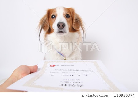 榮獲金牌的Koikkerhondier獲得嘉獎證書 110936374