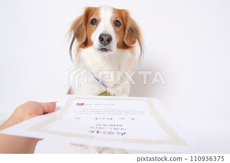 榮獲金牌的Koikkerhondier獲得嘉獎證書 榮獲金牌的Koikkerhondier獲得嘉獎證書 110936375