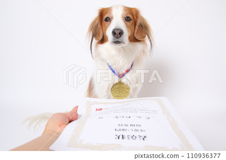 榮獲金牌的Koikkerhondier獲得嘉獎證書 榮獲金牌的Koikkerhondier獲得嘉獎證書 110936377