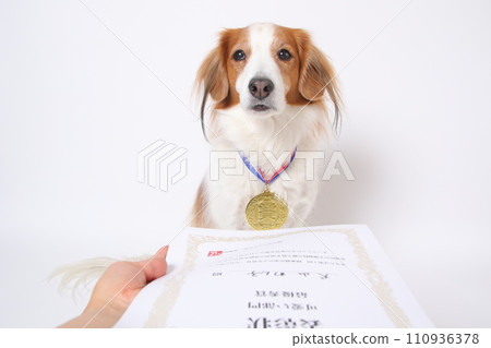 榮獲金牌的Koikkerhondier獲得嘉獎證書 110936378