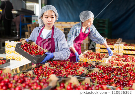 Asian woman sorting cherries Asian woman sorting cherries 110936392