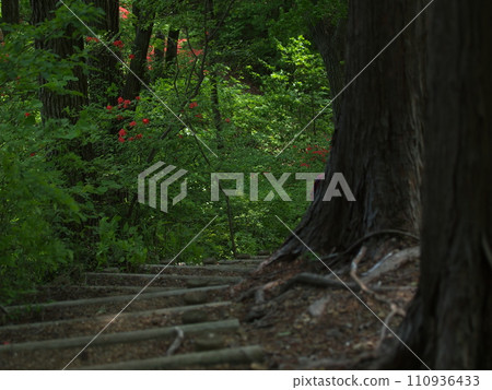 A path of stairs through fresh greenery 110936433
