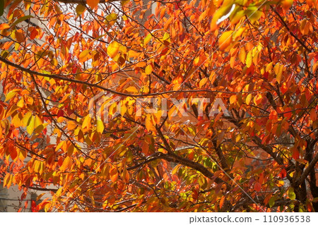 Colorful leaves dyed in vivid autumn colors Colorful leaves dyed in vivid autumn colors 110936538