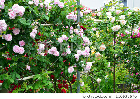 Seeing roses at Tomo Shrine #17 Seeing roses at Tomo Shrine #17 110936670