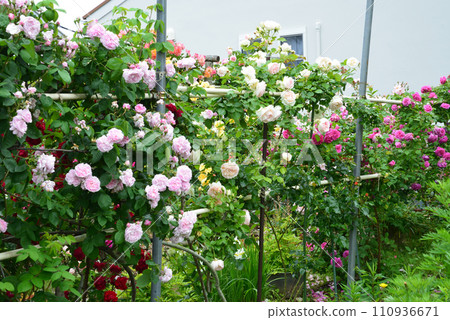 Seeing roses at Tomo Shrine #18 Seeing roses at Tomo Shrine #18 110936671