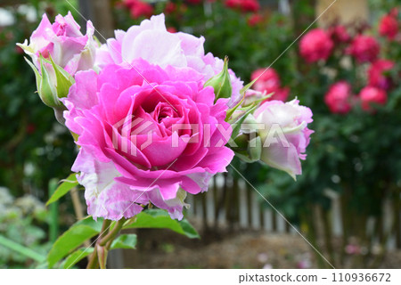 Seeing roses at Tomo Shrine #19 110936672