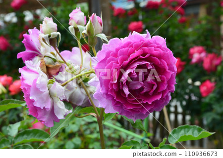 在鞆神社看玫瑰#20 110936673