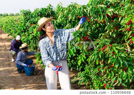Two woman and one man are working 110936698