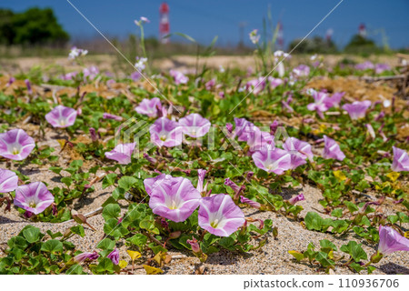 “Hama Convolvulus” Yoshizaki Coast, Yokkaichi City 110936706