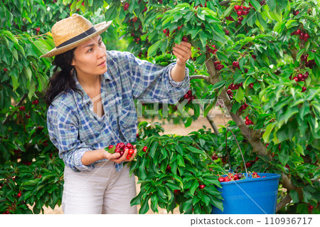 Asian female worker picking cherries in the farm garden Asian female worker picking cherries in the farm garden 110936717