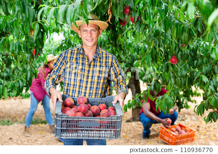 Man with crate of peaches 110936770