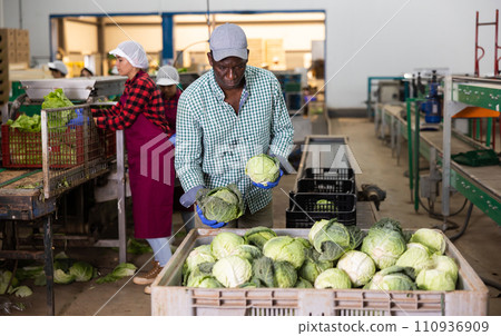 Hired worker sorts fresh cabbage in the warehouse of vegetable processing factory 110936909
