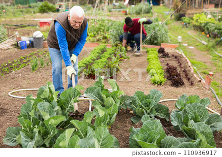 Senior man horticulturist with mattock working with cabbage 110936917