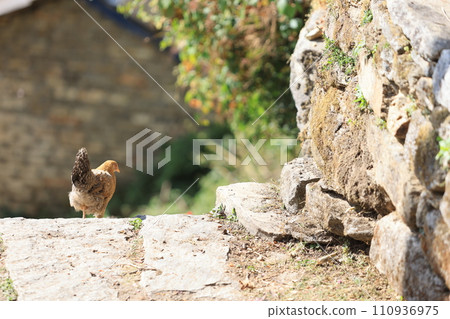 chicken walk around in the village of nepal 110936975