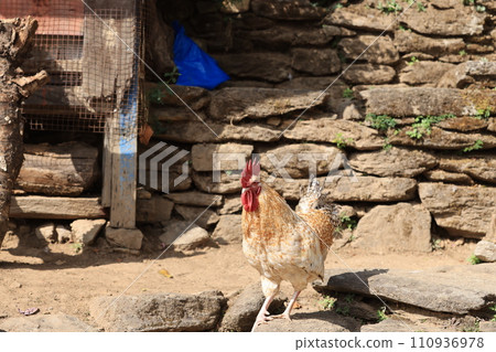 chicken walk around in the village of nepal 110936978