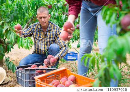Positive latino farmer harvesting peaches in fruit garden Positive latino farmer harvesting peaches in fruit garden 110937026