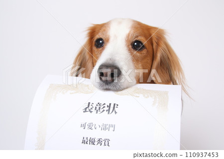 Koykerhondier嘴裡叼著獎狀 Koykerhondier嘴裡叼著獎狀 110937453