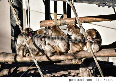 Japanese macaque basking in the sun 110937480