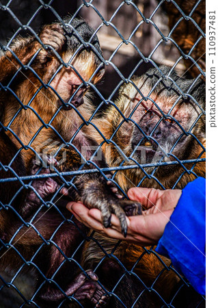 父母和孩子爭奪食物猴子 110937481