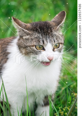 流浪貓貓 110937486