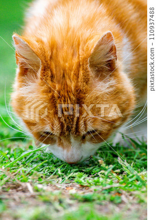 流浪貓棕色虎斑 110937488
