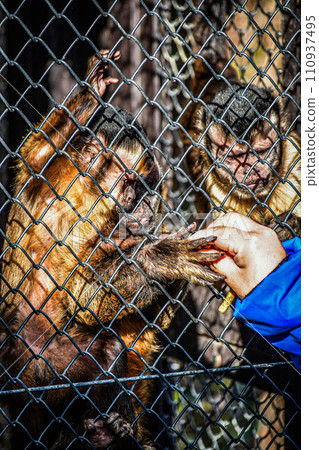 猴子吃飯時間 猴子吃飯時間 110937495