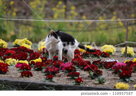 一隻黑白流浪貓在花壇裡行走 一隻黑白流浪貓在花壇裡行走 110937587