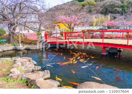 （靜岡縣）西伊豆/土肥金礦池錦鯉 110937604