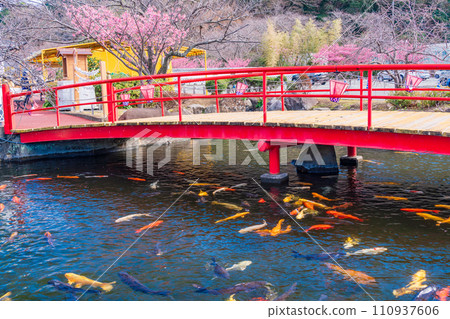 （靜岡縣）西伊豆/土肥金礦池錦鯉 110937606