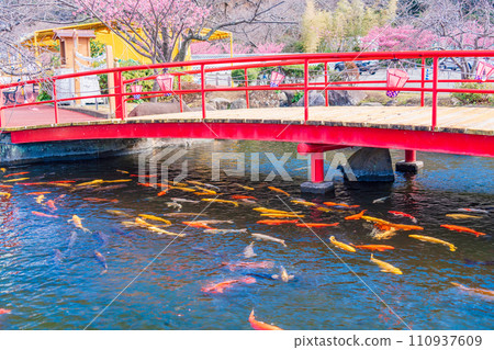 (Shizuoka Prefecture) Nishi-Izu/Toi Gold Mine Pond Nishikigoi 110937609
