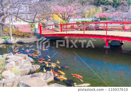(Shizuoka Prefecture) Nishi-Izu/Toi Gold Mine Pond Nishikigoi (Shizuoka Prefecture) Nishi-Izu/Toi Gold Mine Pond Nishikigoi 110937610