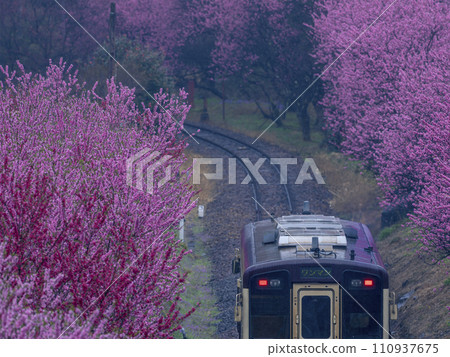 渡良瀨溪谷鐵道的春天：桃花盛開、雨天下車 110937675