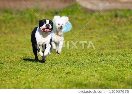 波士頓梗犬威猛和玩具貴賓犬貝利在田裡進行狗跑比賽♡ 波士頓梗犬威猛和玩具貴賓犬貝利在田裡進行狗跑比賽♡ 110937676
