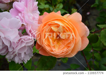 Seeing roses at Tomo Shrine #24 110937774