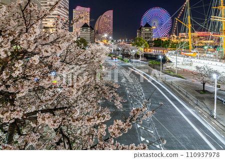 [Kanagawa Prefecture] Night cherry blossoms in full bloom in Minato Mirai, Yokohama 110937978