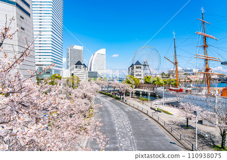 【神奈川縣】橫濱港未來，美麗的櫻花盛開 110938075
