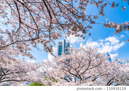 [Kanagawa Prefecture] Cherry blossoms in full bloom and Yokohama Landmark Tower 110938139