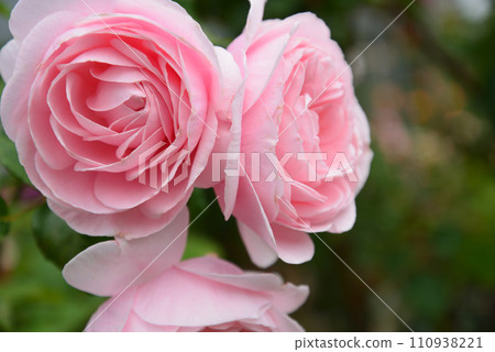 Seeing roses at Tomo Shrine #33 110938221